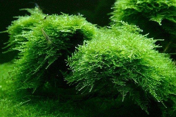 Christmas moss (Vesicularia Montagnei)