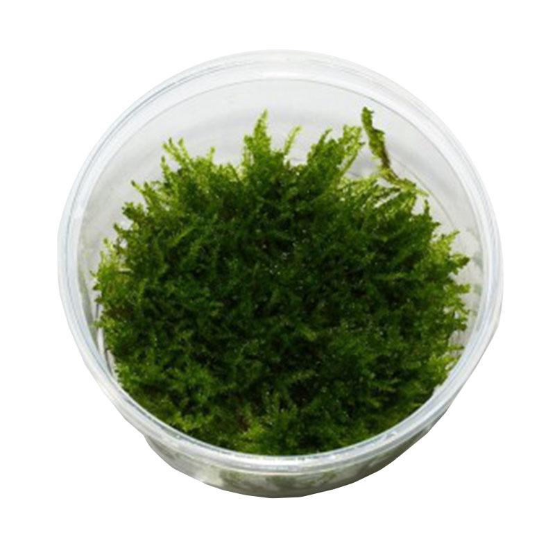 Christmas moss (Vesicularia Montagnei)